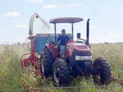 Prefeitura de Nova Marilândia auxilia pequenos agricultores na produção da silagem de milho.